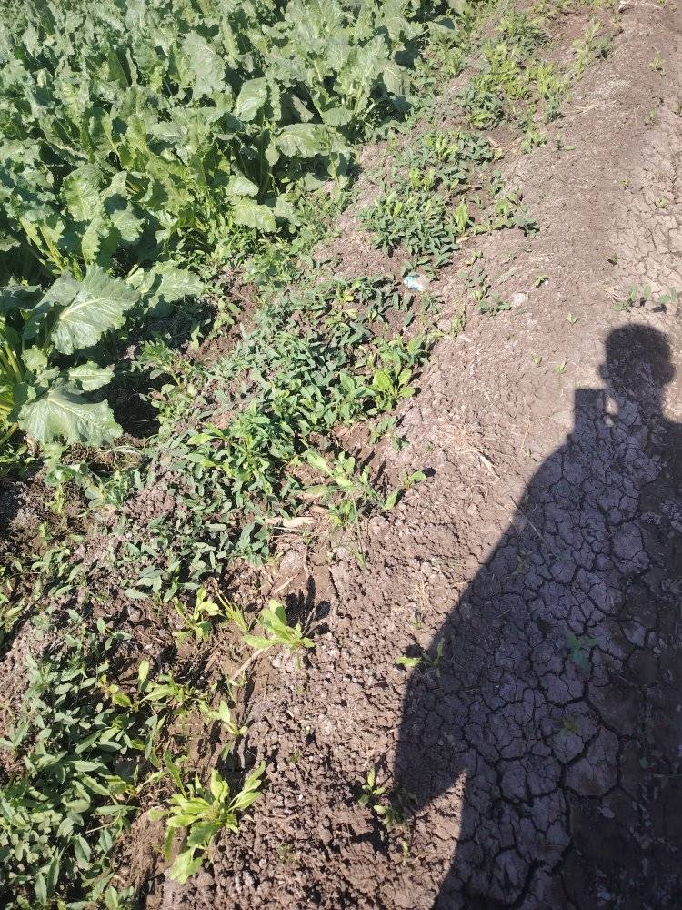 في حل للقضاء على العليق في البنجر